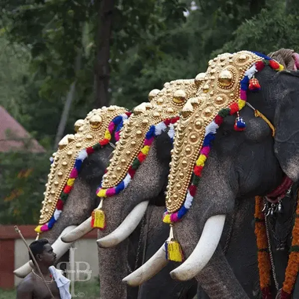 Lieux Incontournables à Voir au Kerala | Les Clés de L'Inde