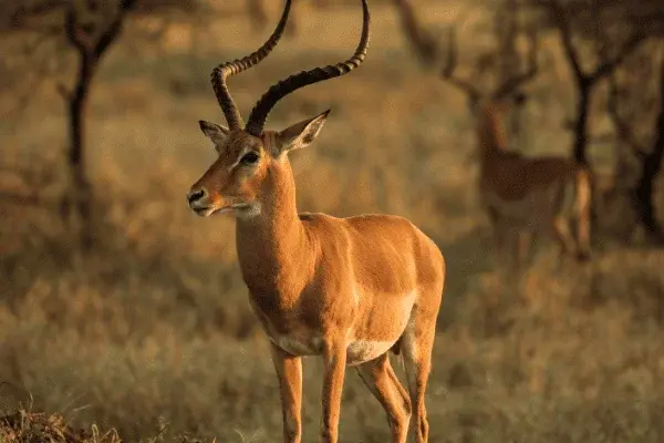 Découvrez les Parcs Nationaux & la Faune Indienne | Les Clés de L'Inde