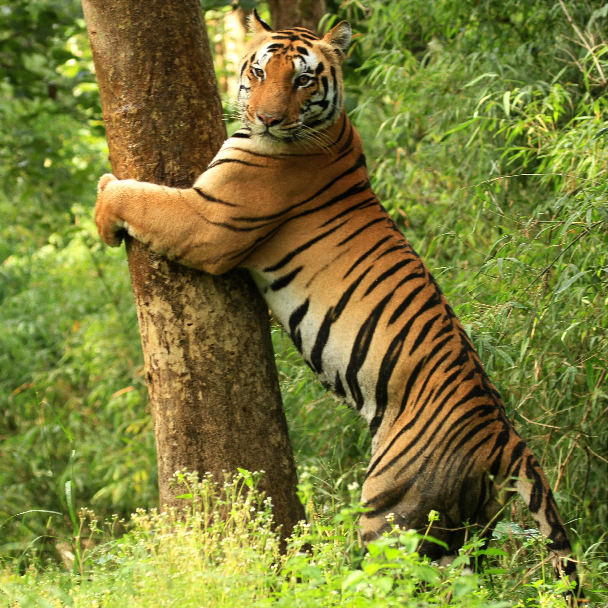 Madhya Pradesh 15
